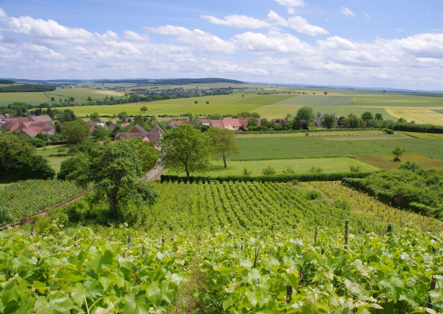 Coteaux de Tannay