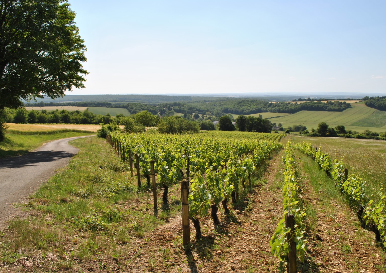 Coteaux du Giennois