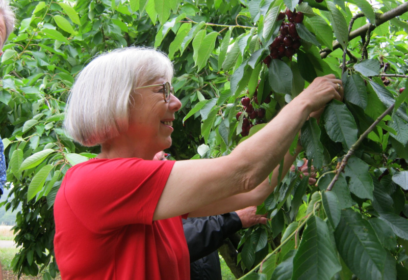 Kersenpluk in de Yonne