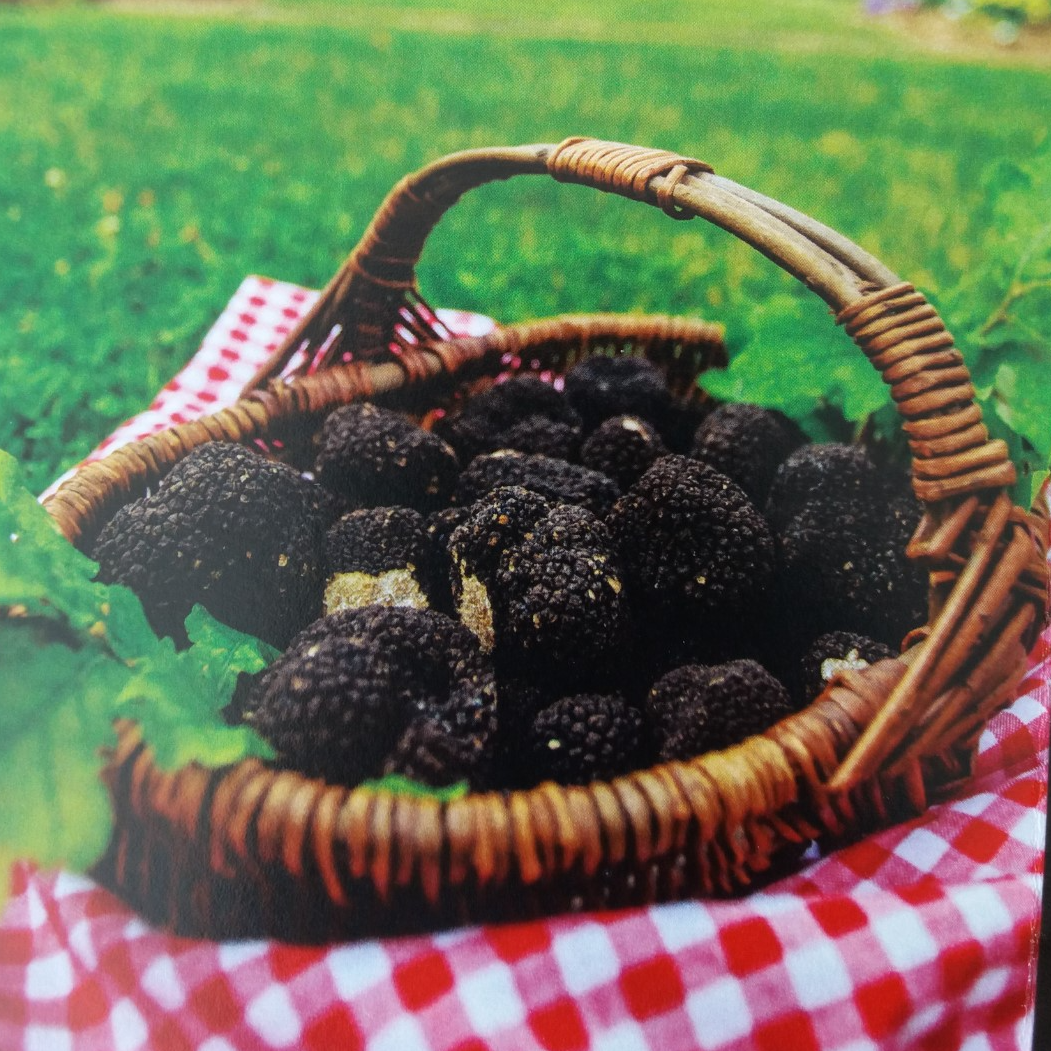 Truffelmarkt Nevers