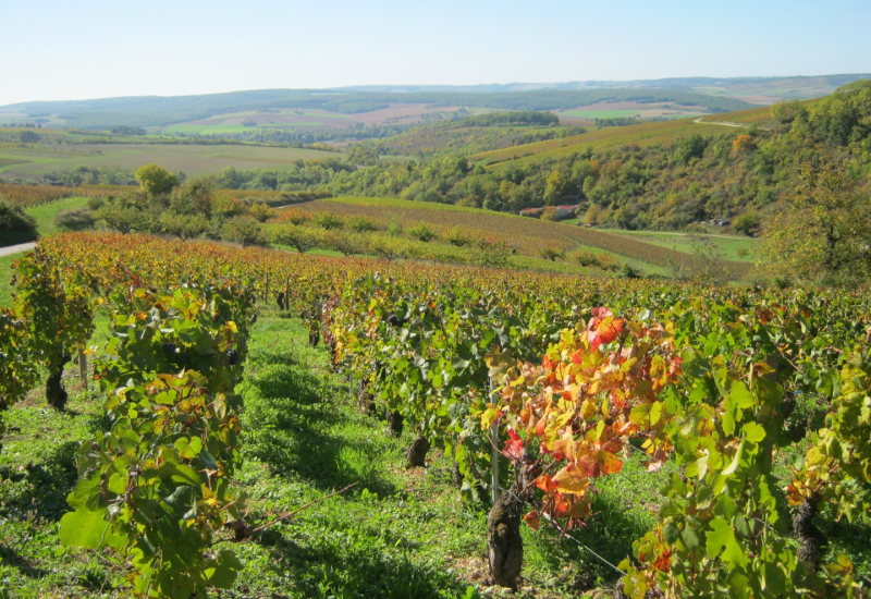 De herfstkleuren arriveren