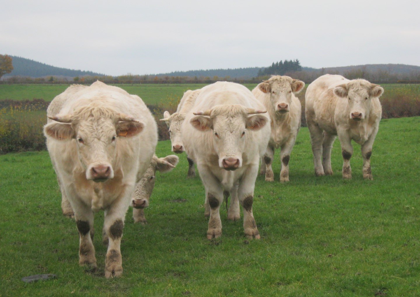 Charolais vlees