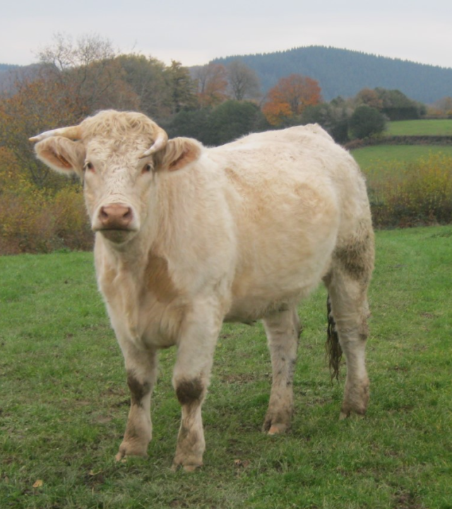 Charolais vlees