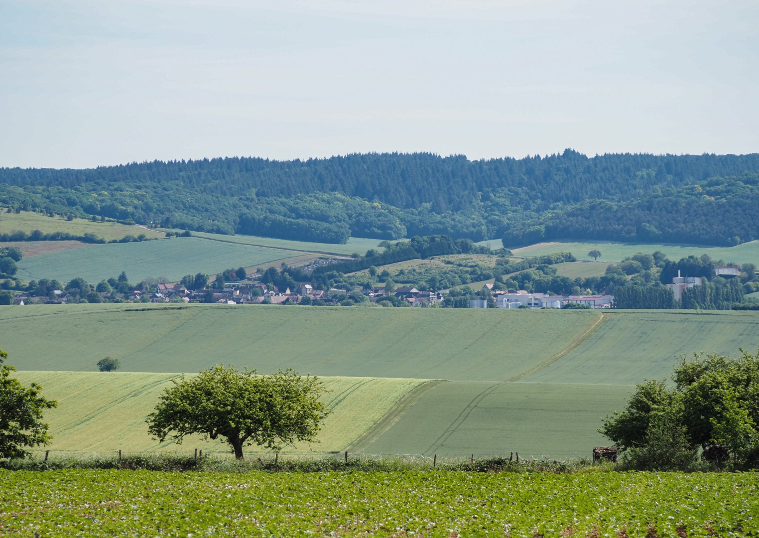 Champlost: Paden van de Wolven