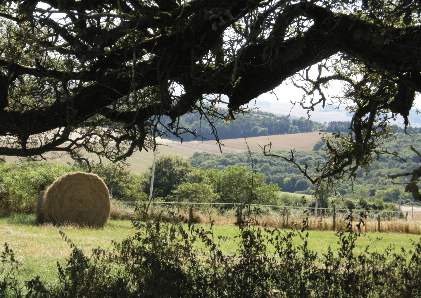Turny: Hoogte van Sorins
