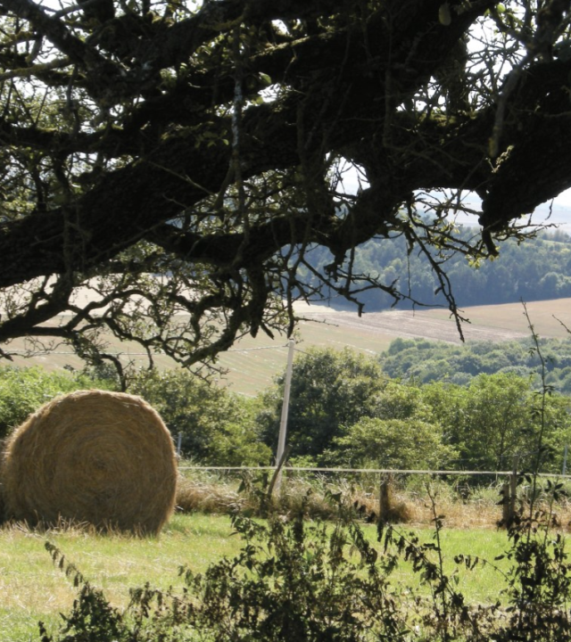 Turny: Hoogte van Sorins