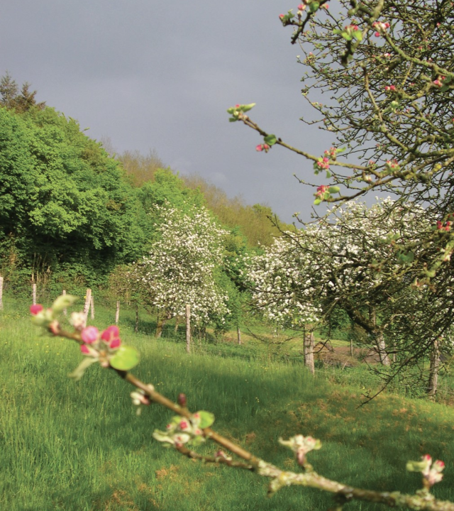 Bos van de Othe, Sormery