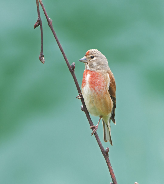 Percey: Tussen twee Rivieren