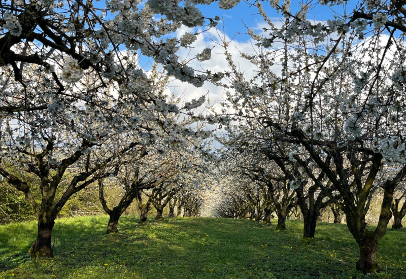Kersenbloesem in de Yonne