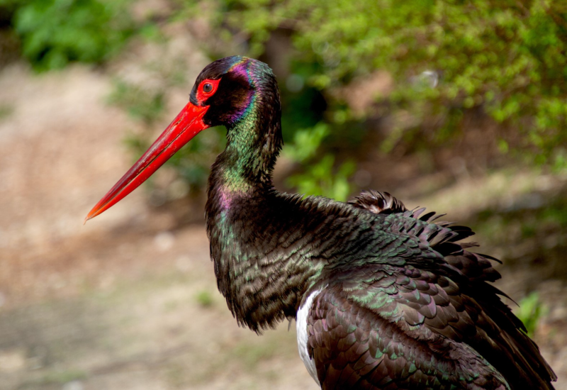 Zwarte ooievaar terug in Bourgondië