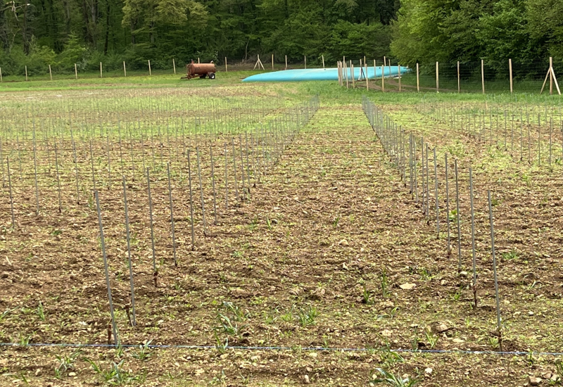 Abdij van Fontenay gaat wijn produceren