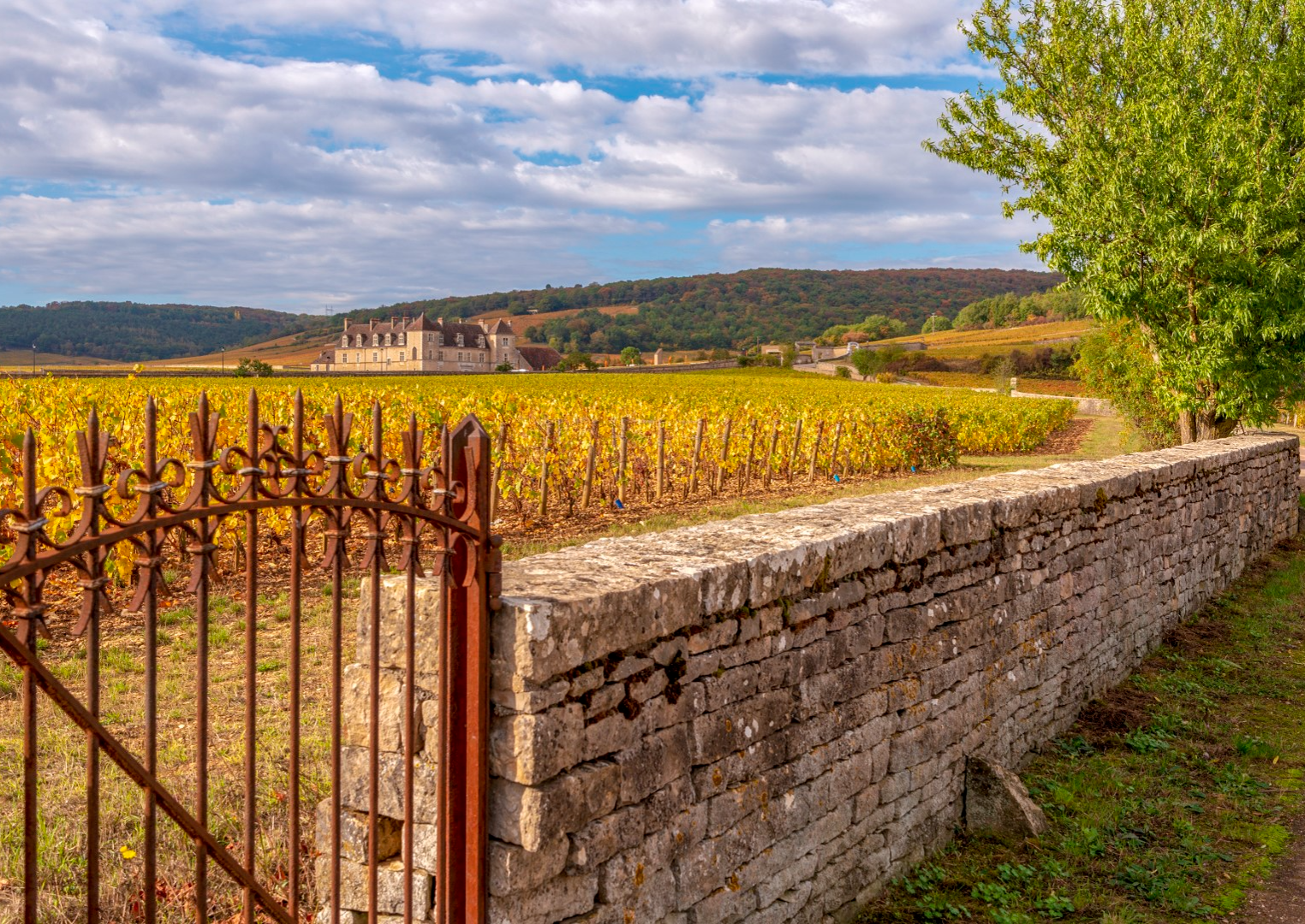 Clos de Vougeot