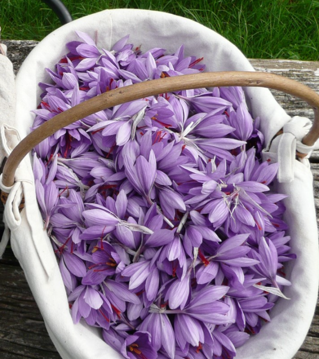 Saffraan uit de Nièvre