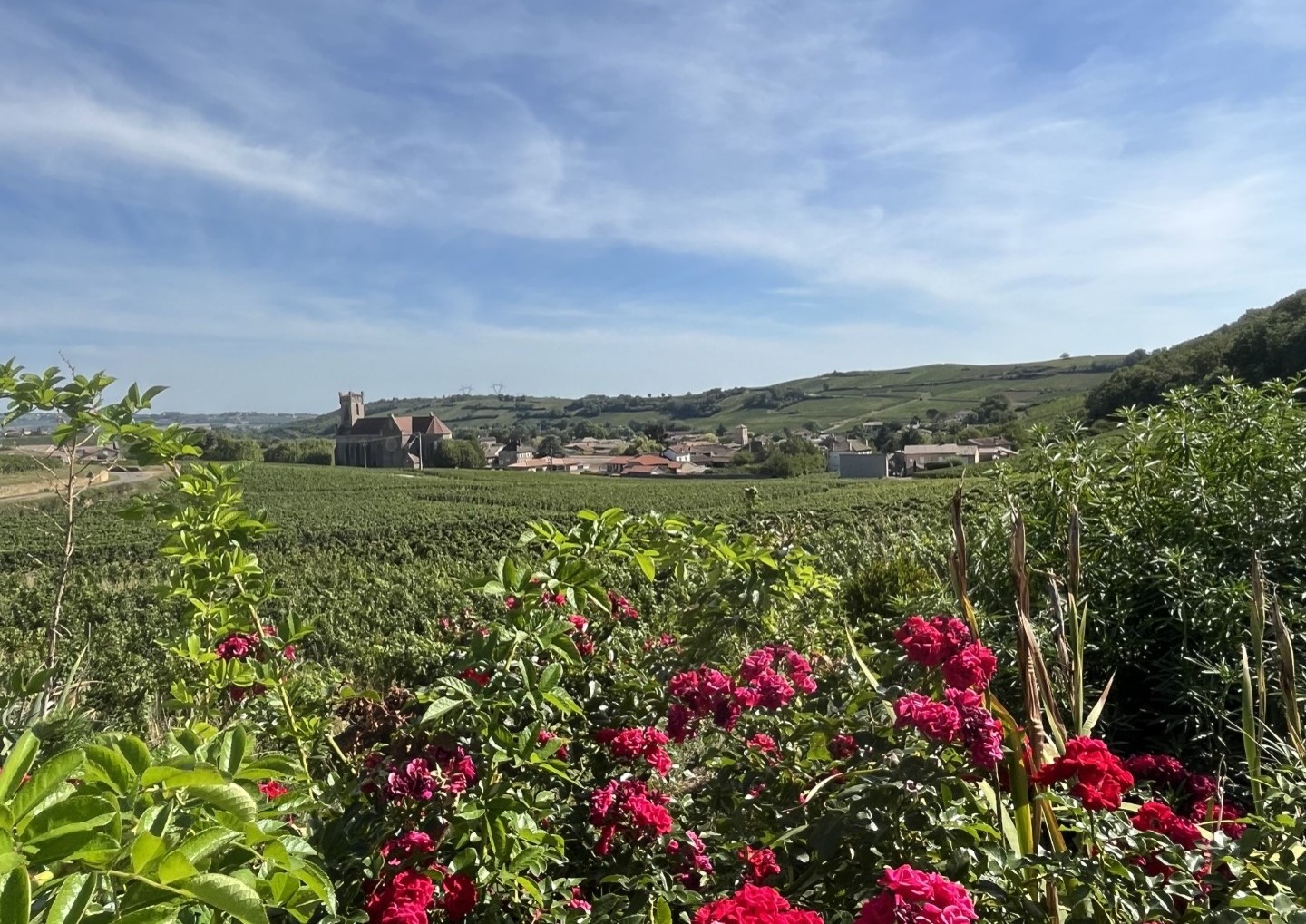Wijngaarden tussen Pouilly en Fuissé