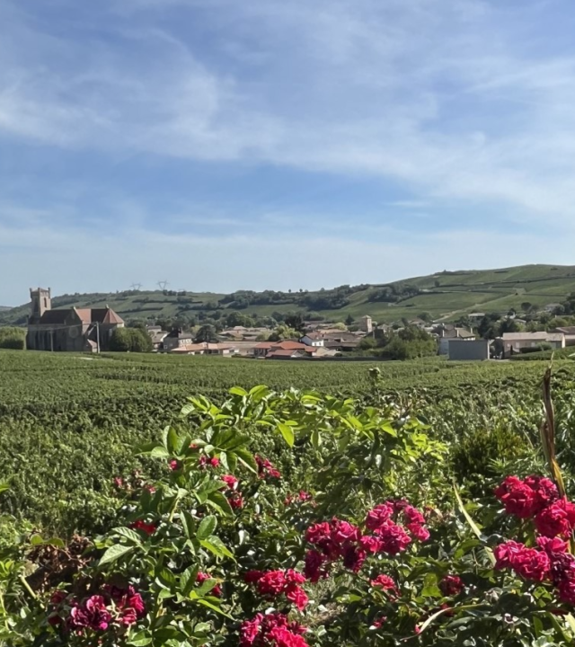 Wijngaarden tussen Pouilly en Fuissé