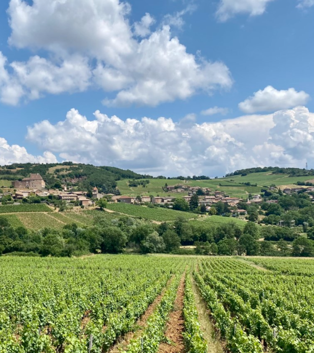 Bos van Fée, Leynes