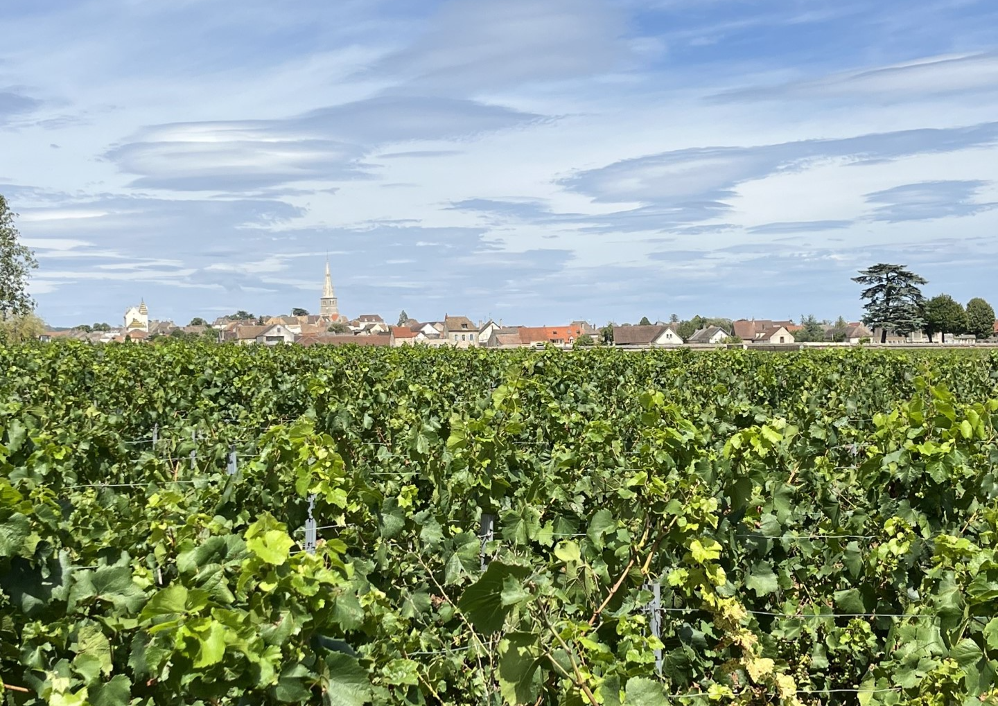 Wijngaarden Meursault - Blagny
