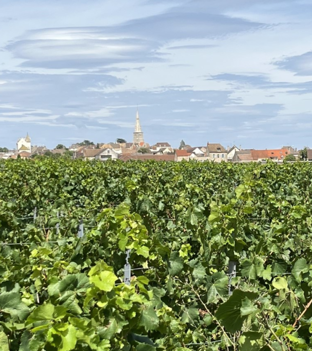 Wijngaarden Meursault - Blagny