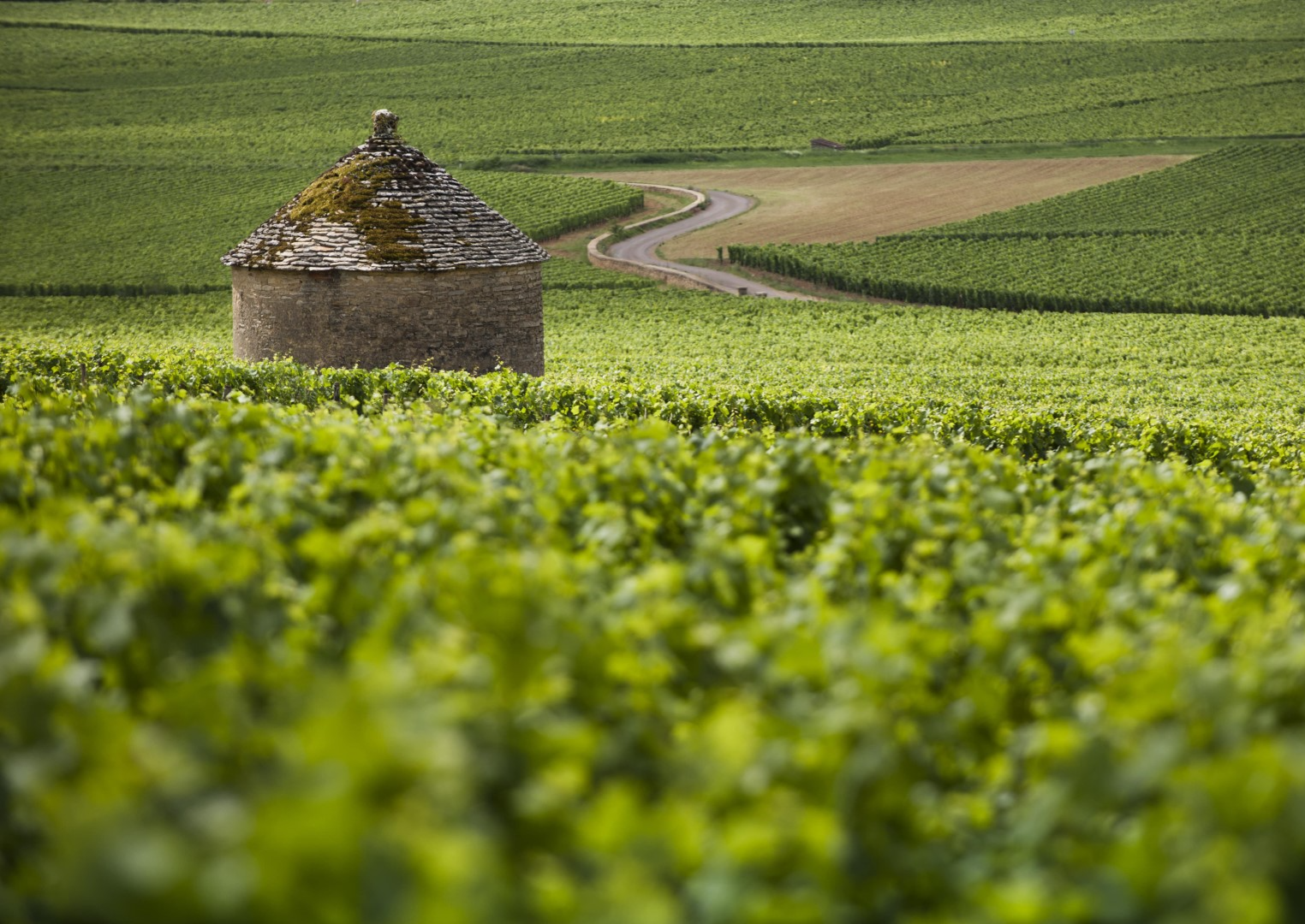 Wijngaarden Savigny-lès-Beaune
