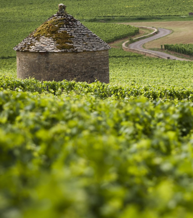 Wijngaarden Savigny-lès-Beaune