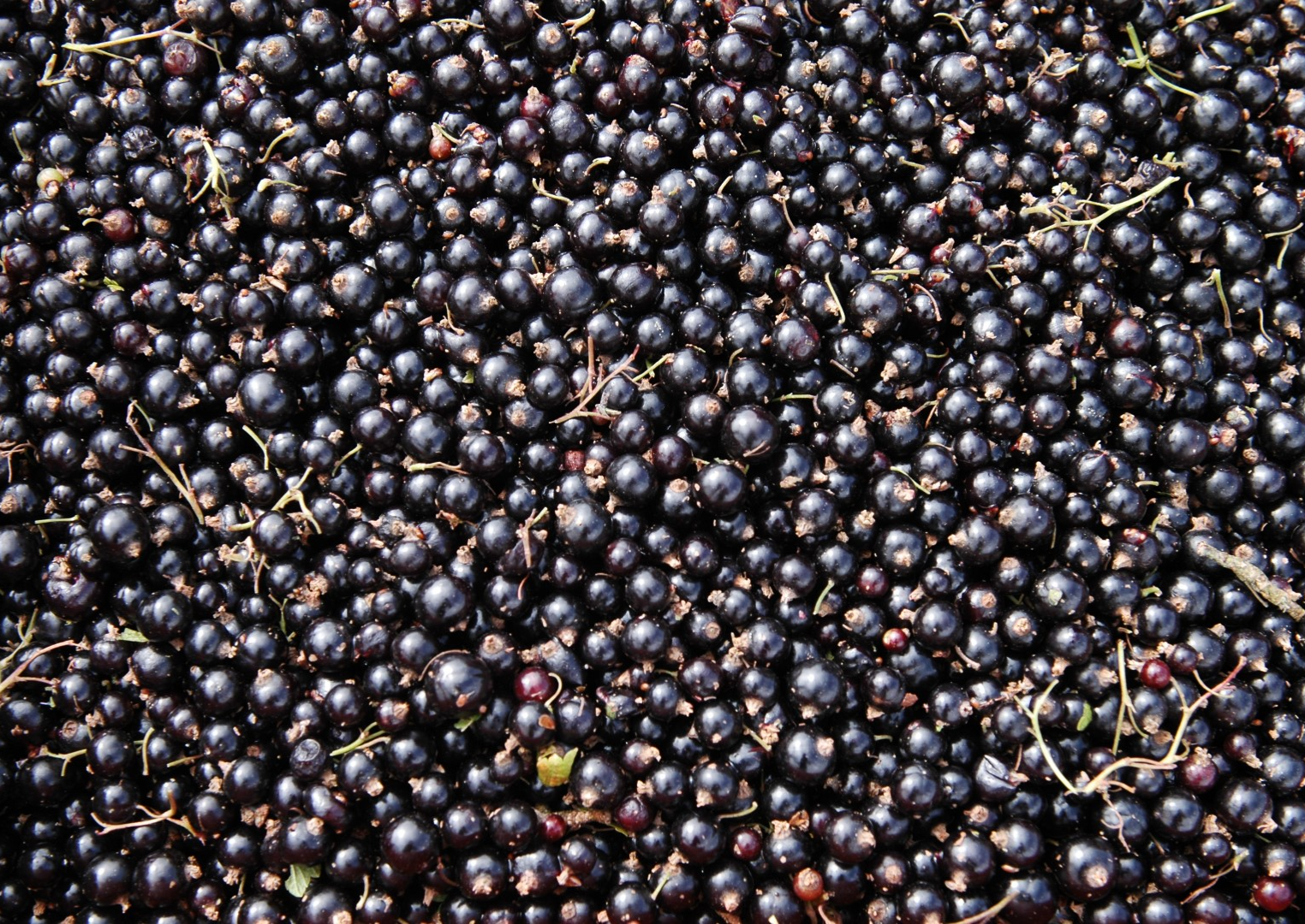 Cassis