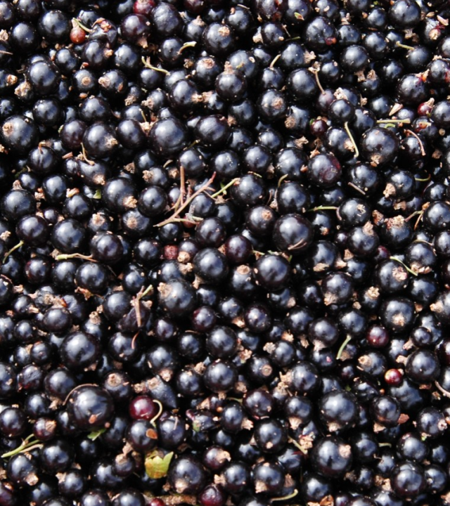 Cassis