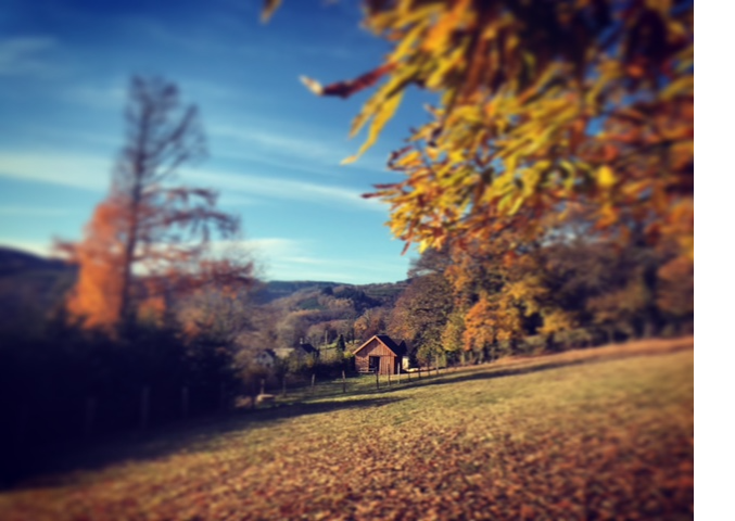 Au bois du Haut Folin