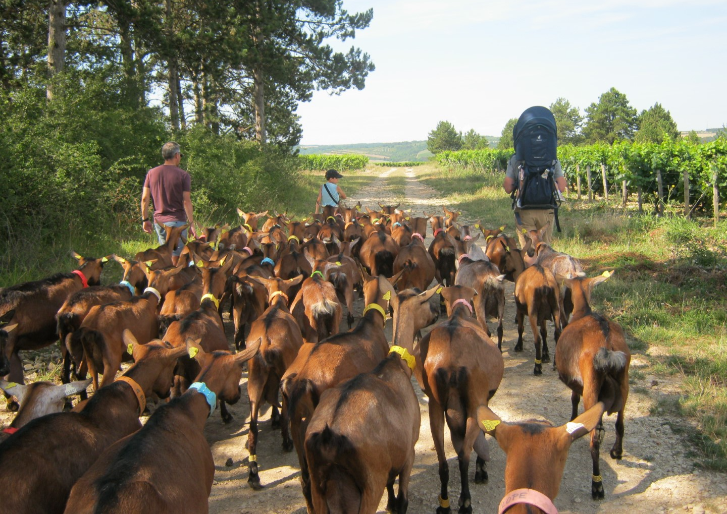Wandelen met de geitjes van Claire