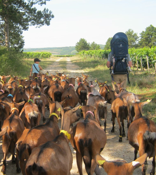 Wandelen met de geitjes van Claire