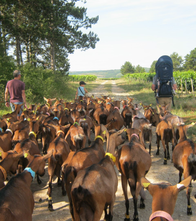 Uitstapjes met dieren