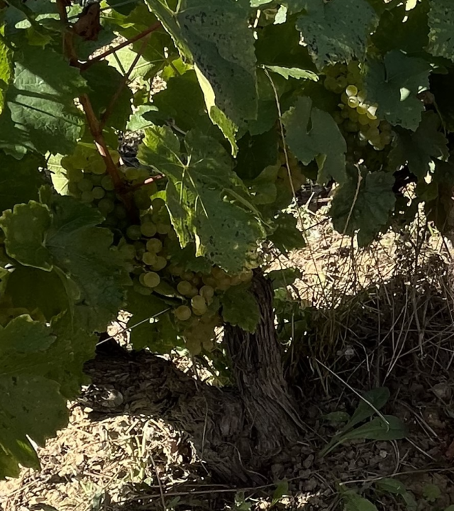 Franc de pied wijngaard