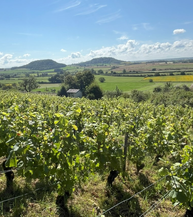 Wijngaarden van Massigny