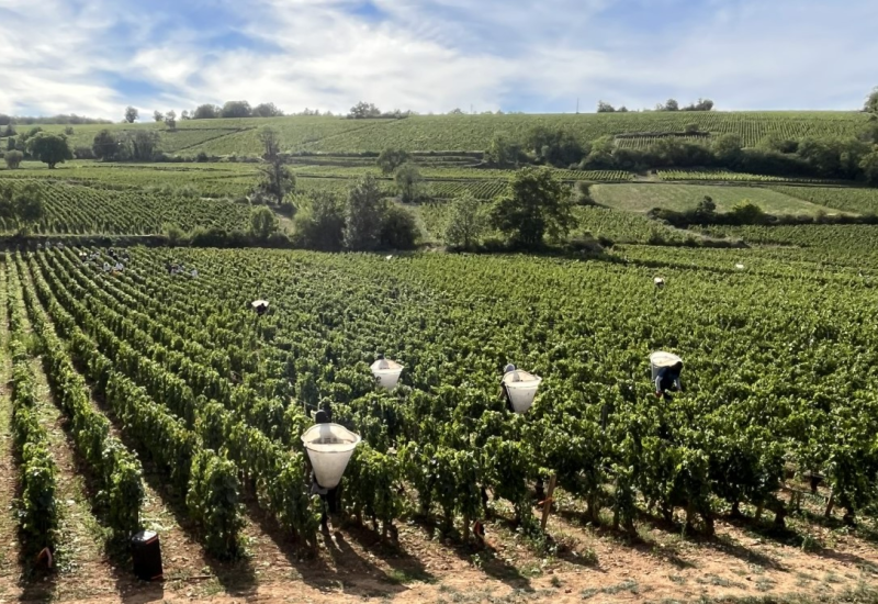 Druivenpluk Bourgogne gestart